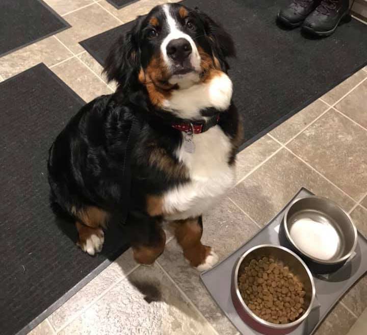what to feed bernese mountain dog 2