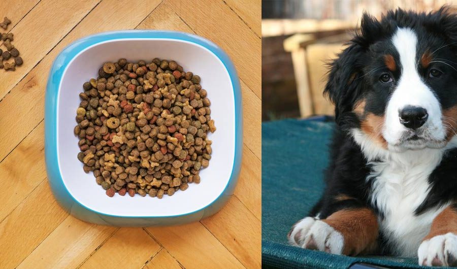 How Much to Feed a Bernese Mountain Dog Puppy