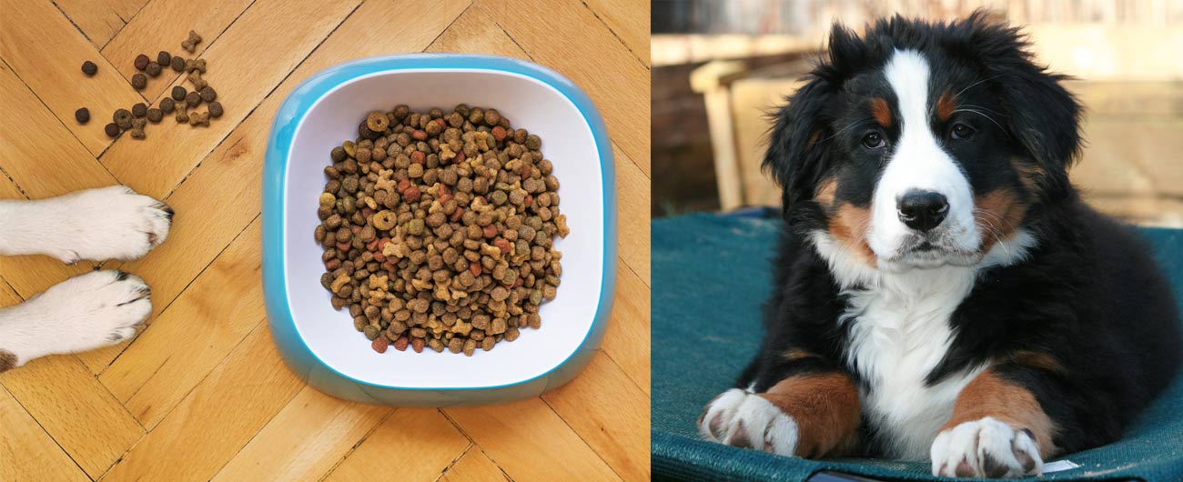 how much should a bernese mountain dog eat